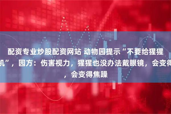 配资专业炒股配资网站 动物园提示“不要给猩猩看手机”，园方：伤害视力，猩猩也没办法戴眼镜，会变得焦躁